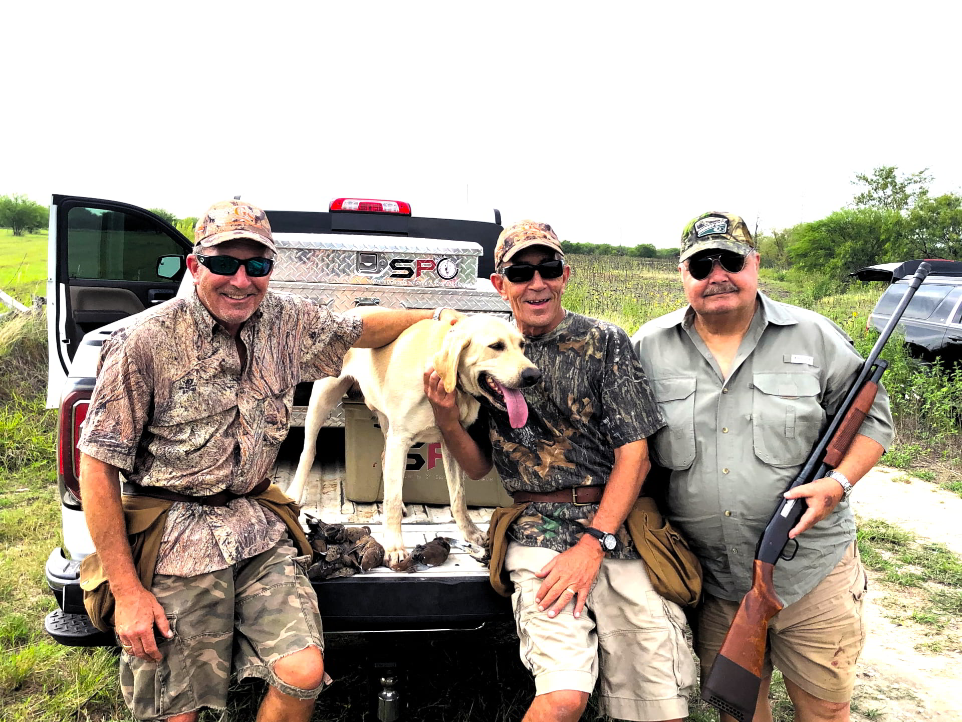 Mexico Dove