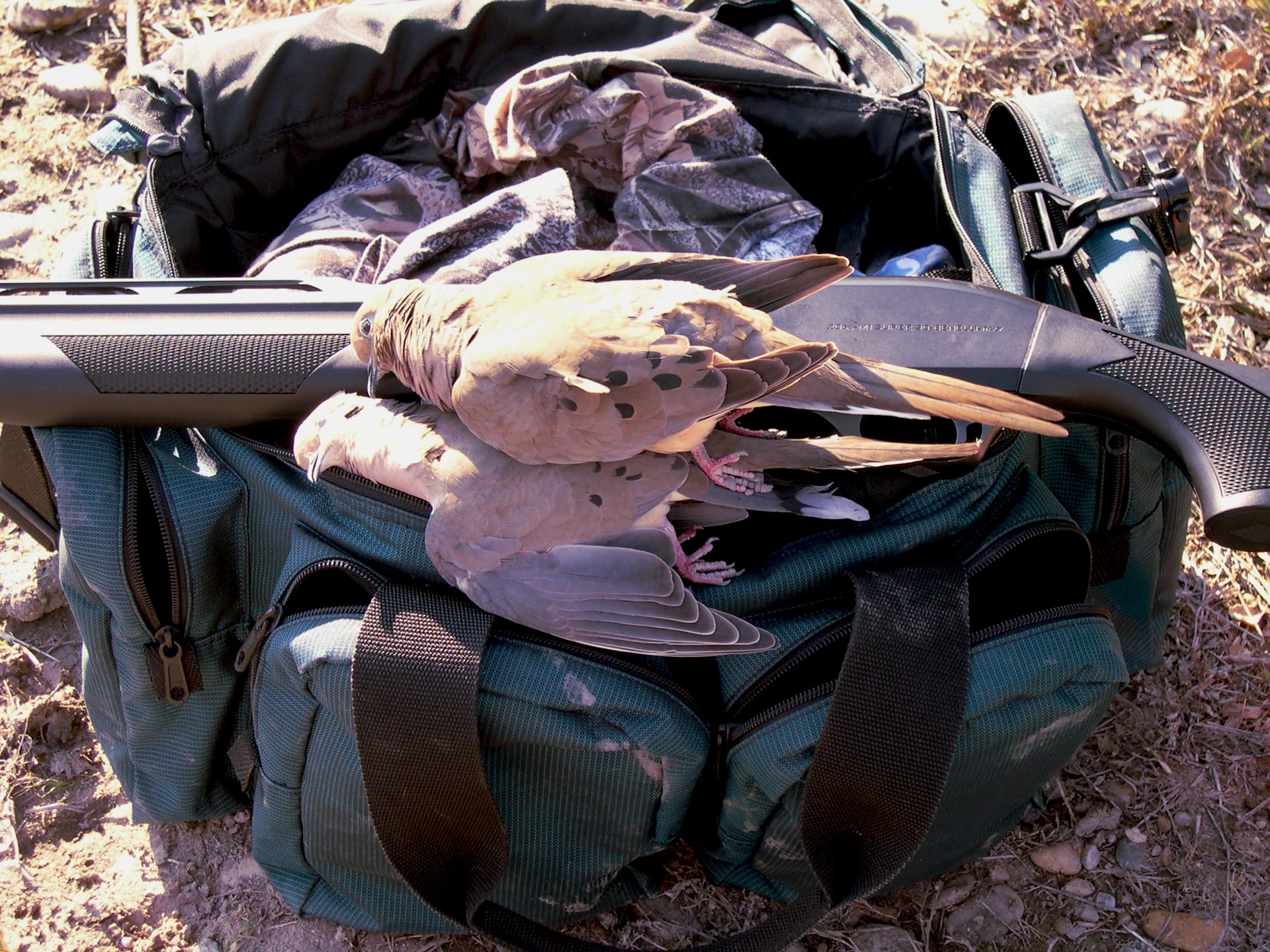 Mexico Dove