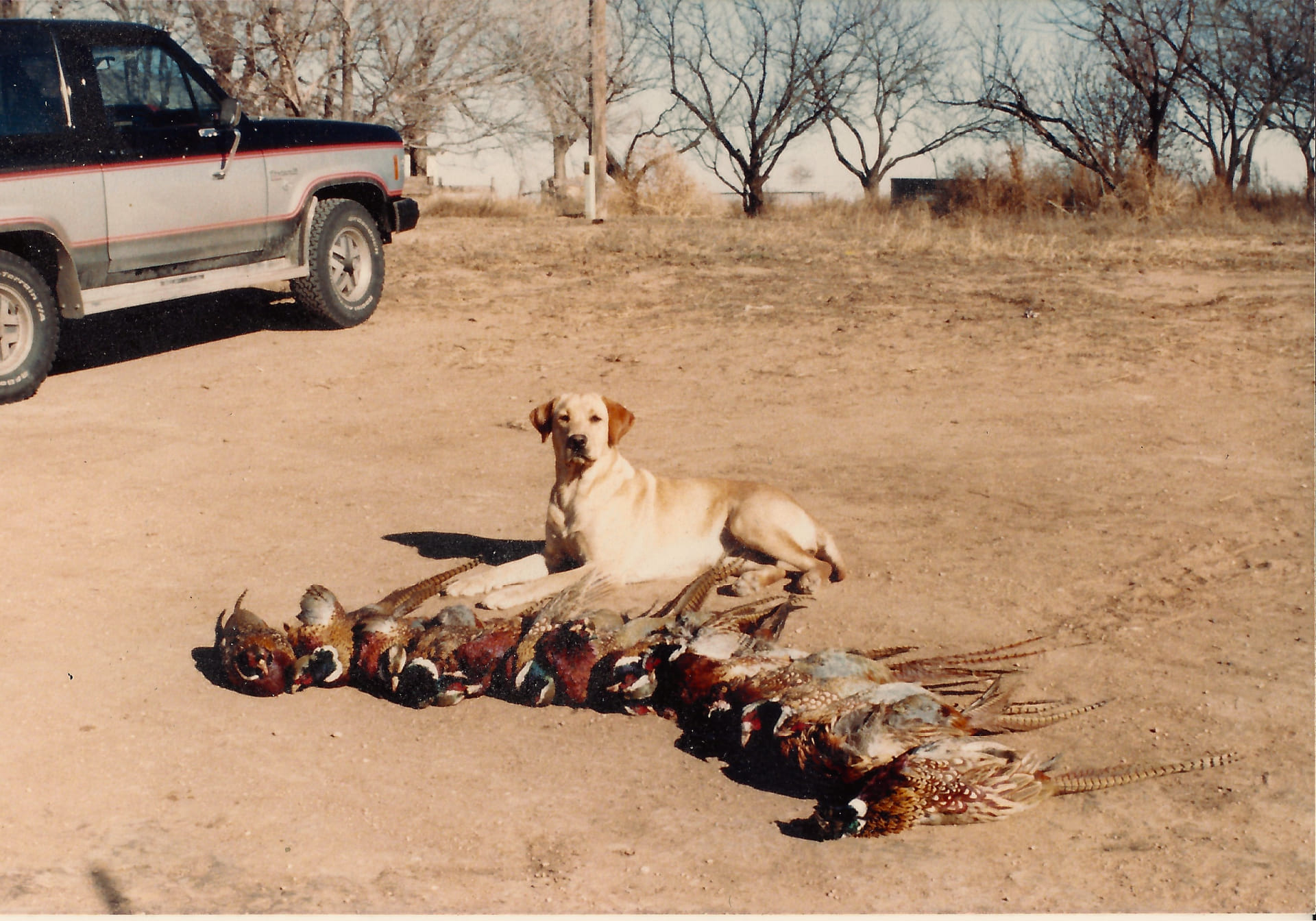 Pheasants