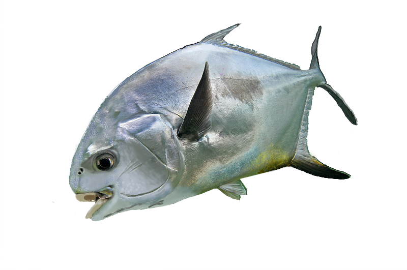 Permit