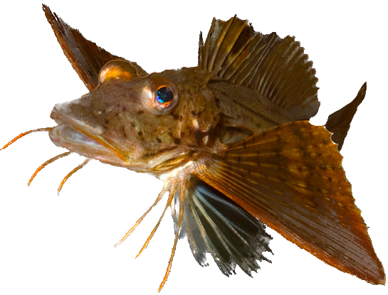 Albula Vulpes