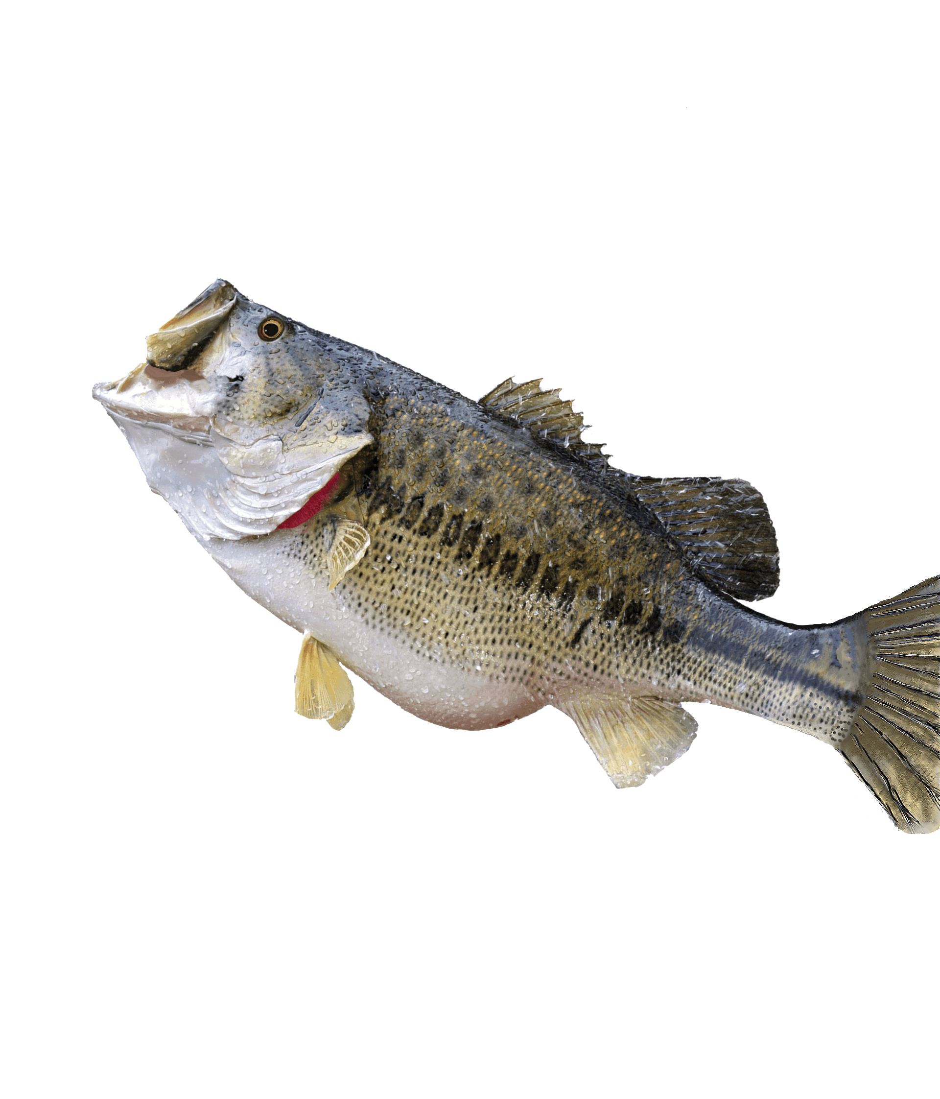 Mycropterus Salmoides