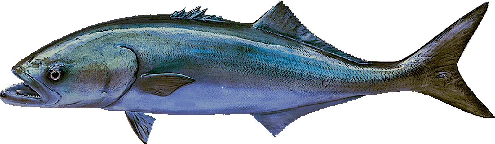 bluefish