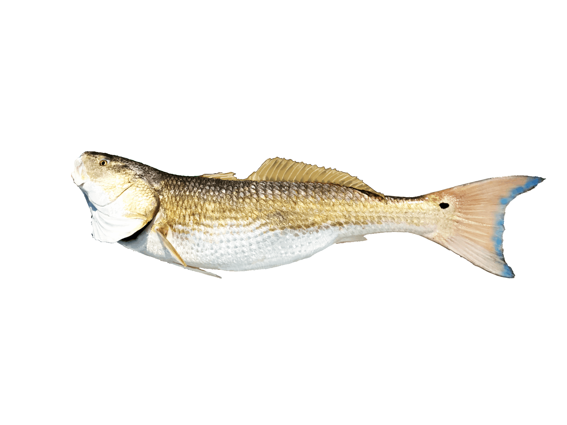 Albula Vulpes