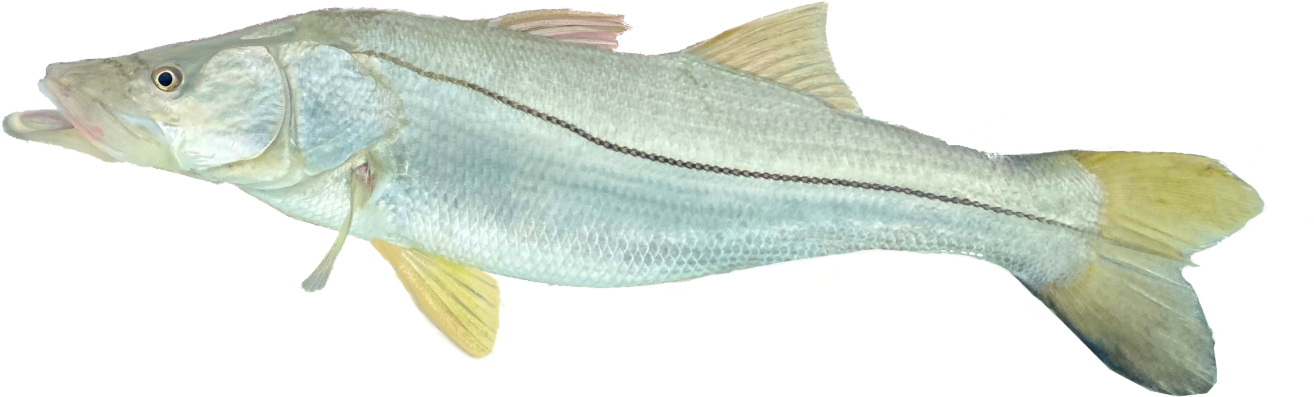 snook