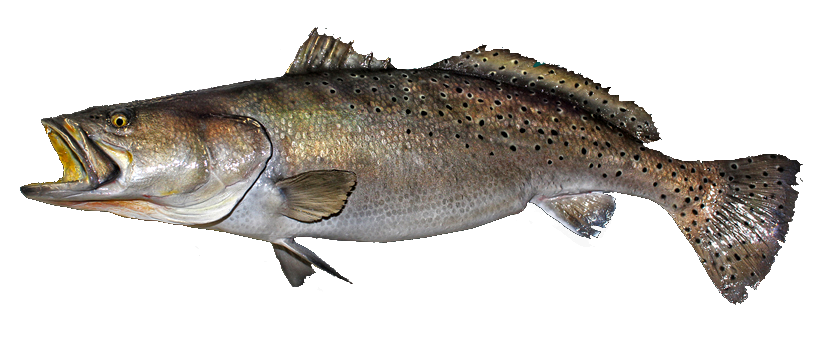 Albula Vulpes