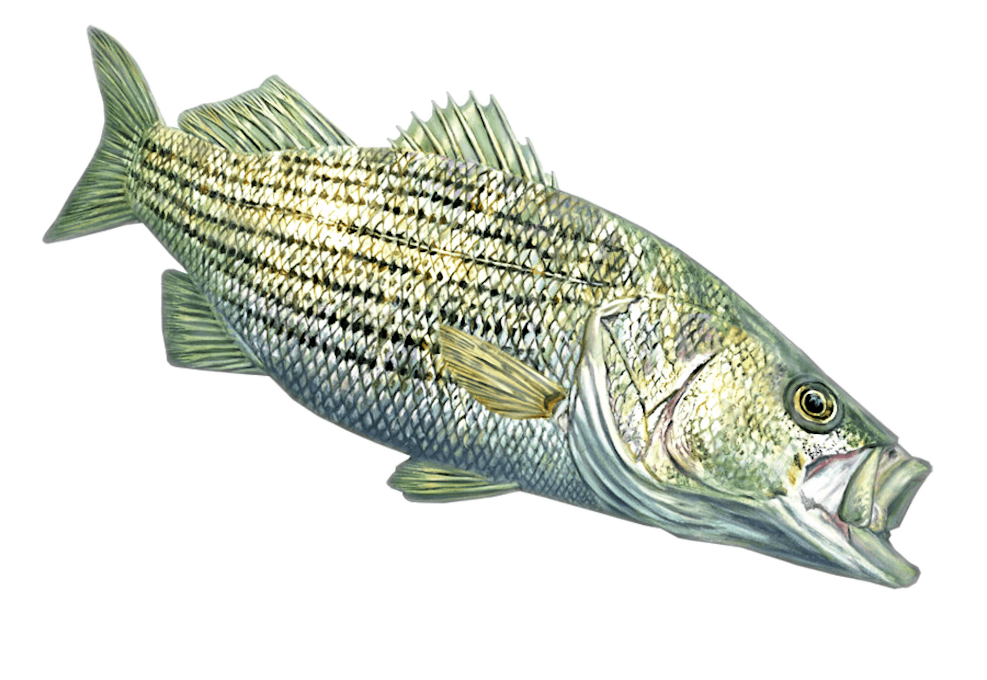 striper