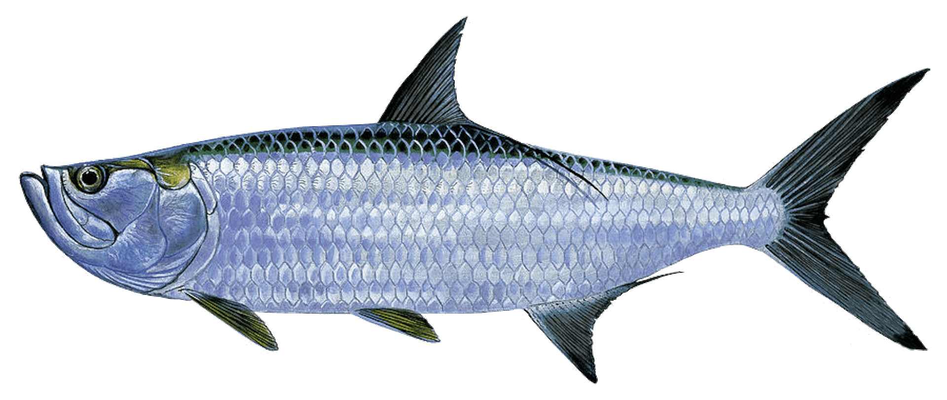 Albula Vulpes