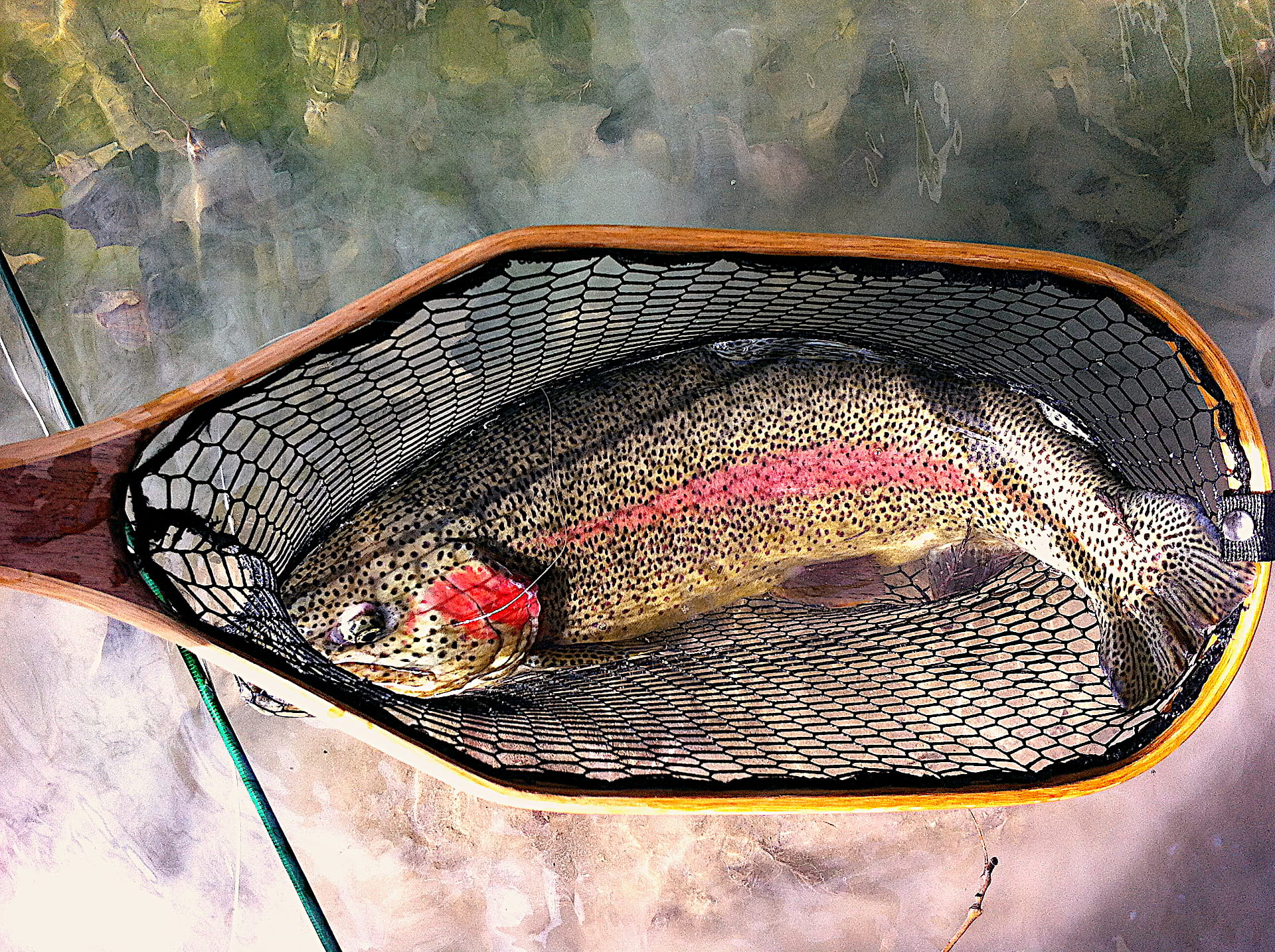 Tarpon On