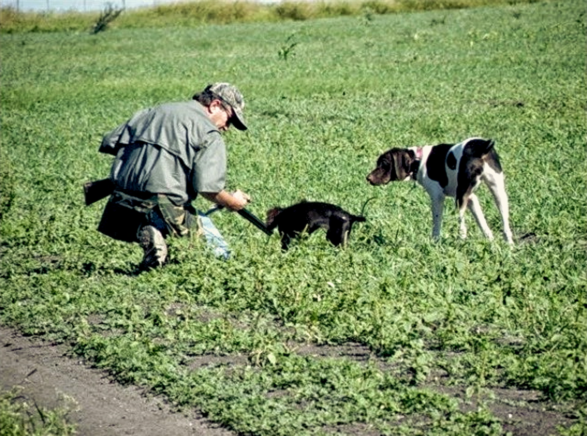 Ned and Pups