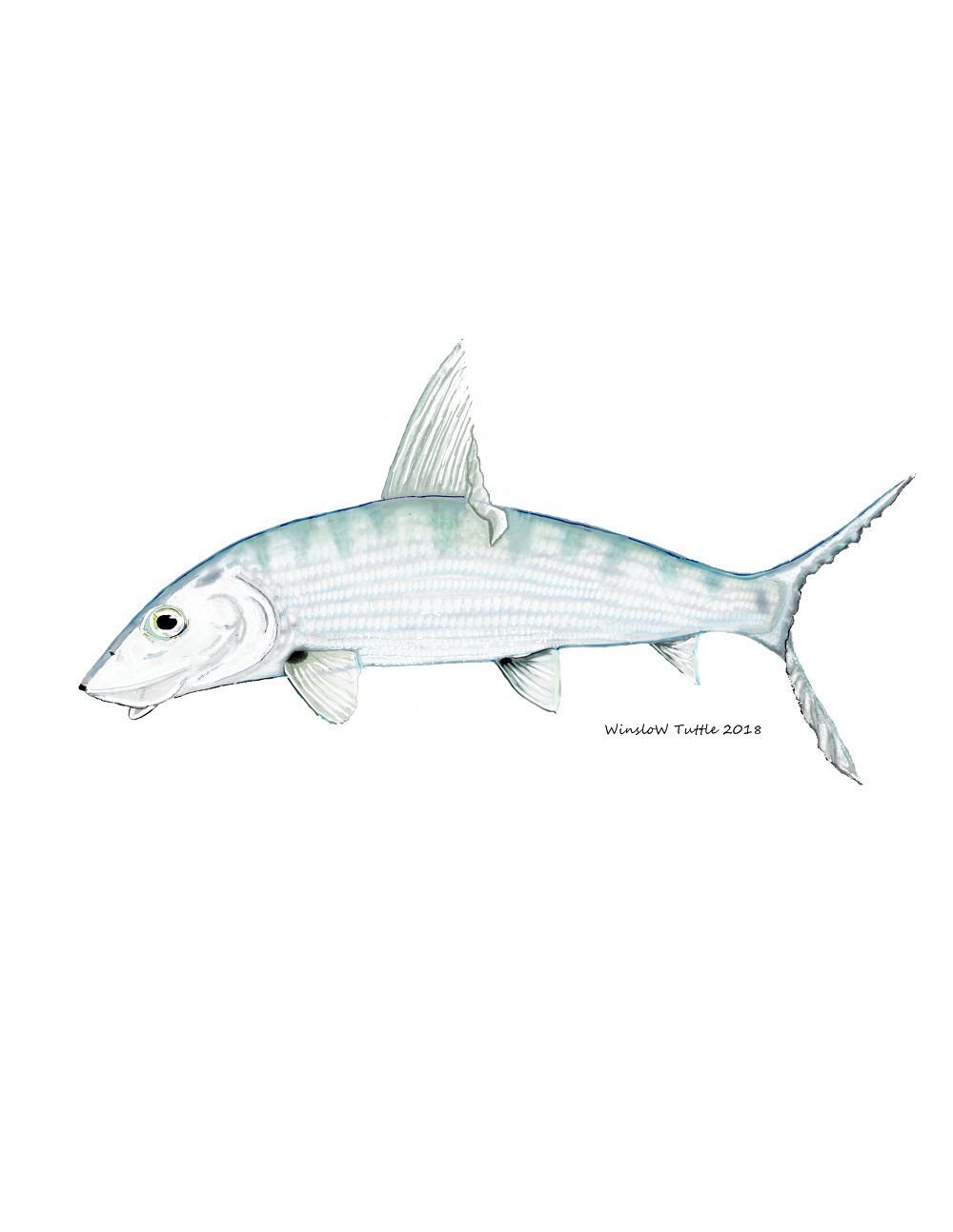 Albula Vulpes